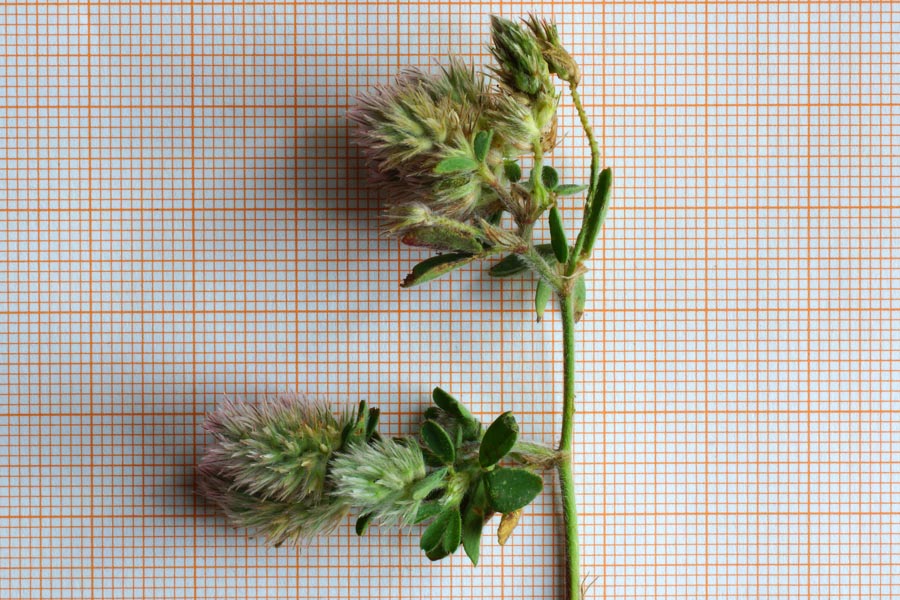 Trifolium da identificare